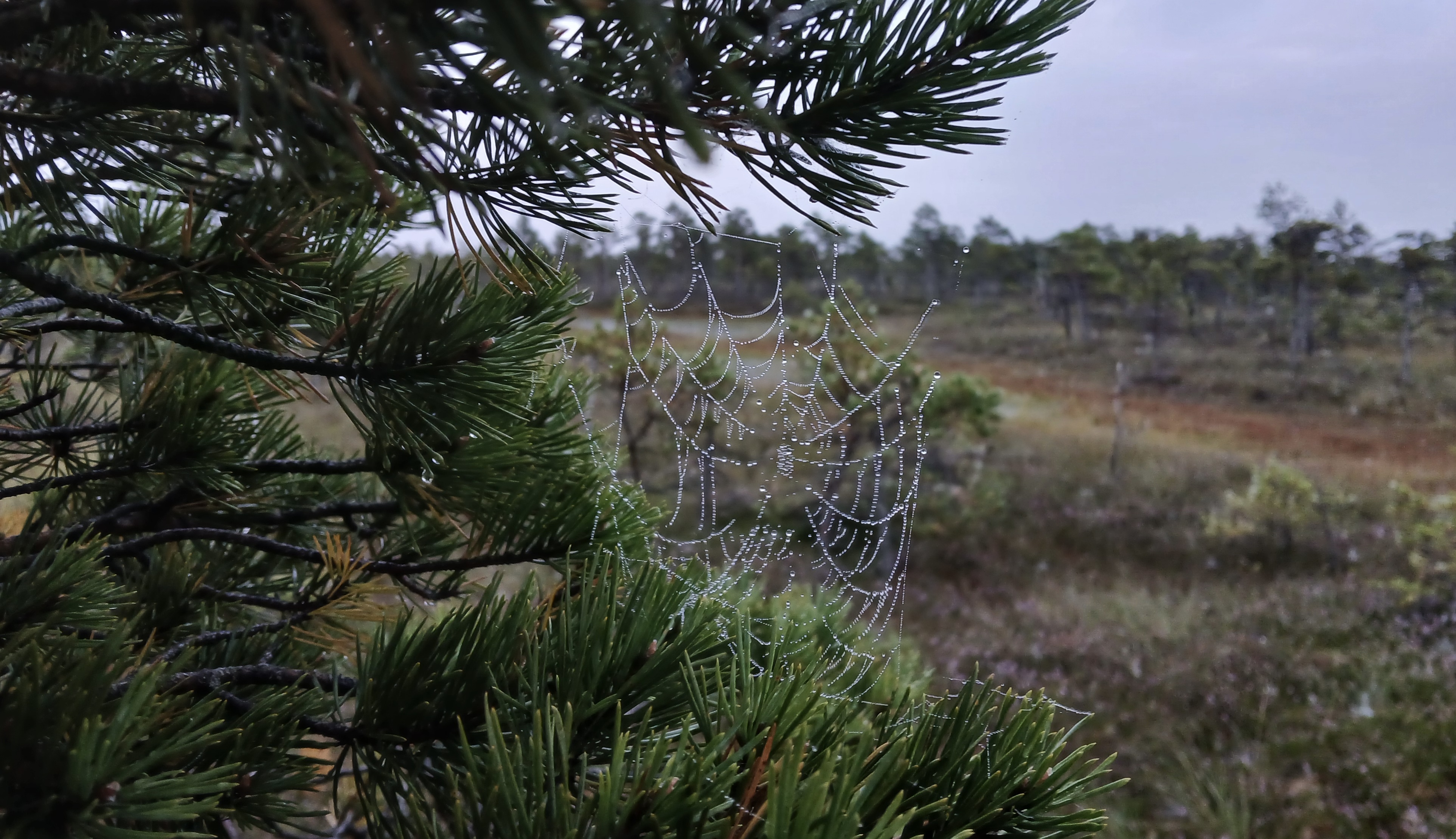 2025_FSC Belgium_Slampes pagasts, Latvia_spiderweb in peat bog_(c)FSC Belgium, Bart Holvoet(1) 2