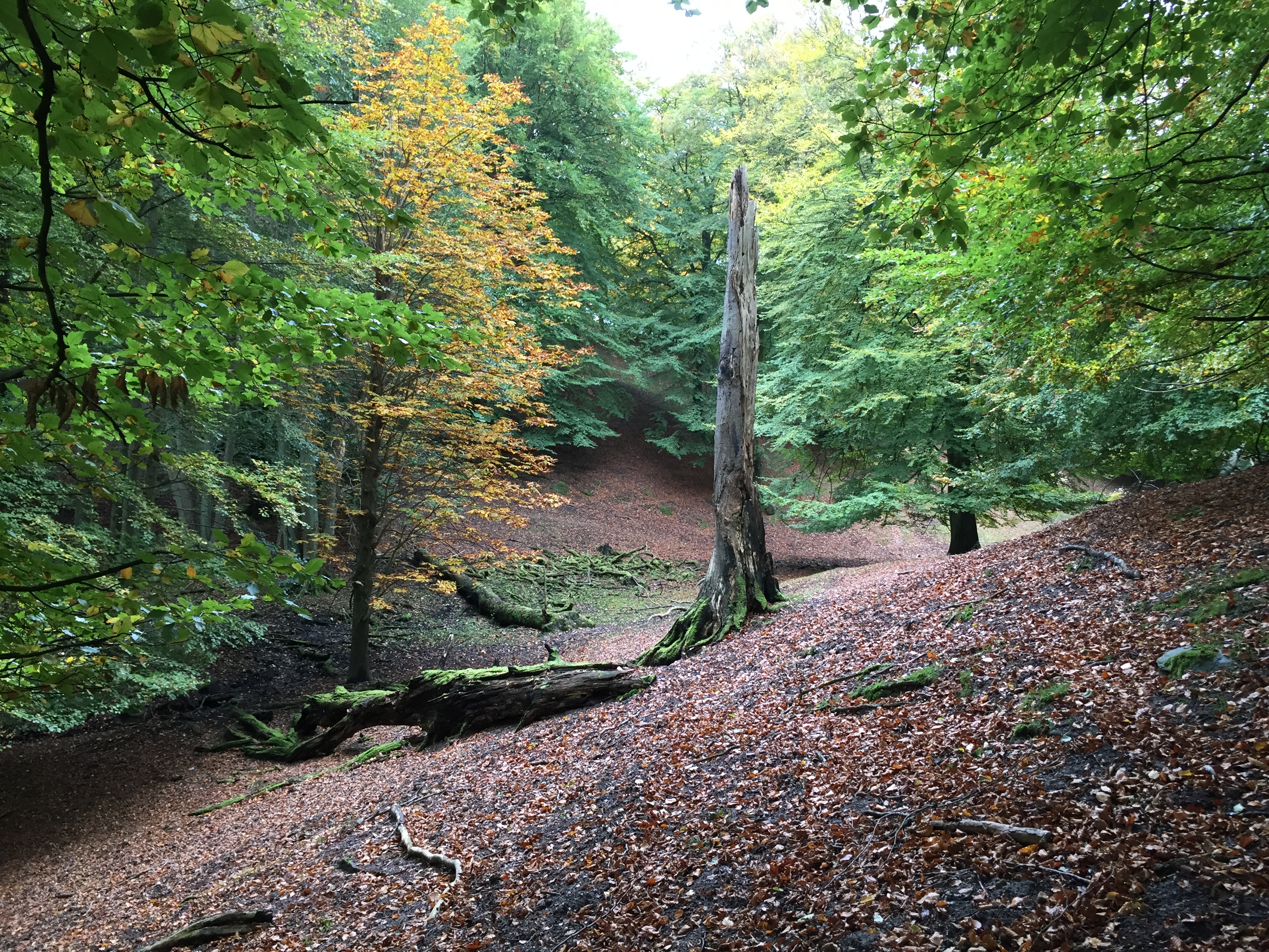 Urørt skov i Aarhus