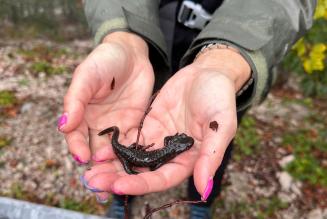Black Salamander