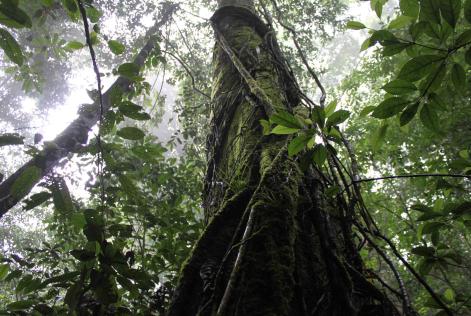 FSC vokser i Indonesien