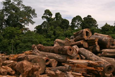 FSC-skov på Borneo