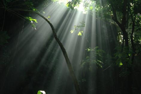 Rainforest