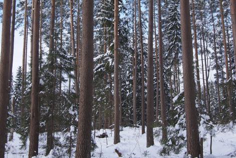 Finsk skov