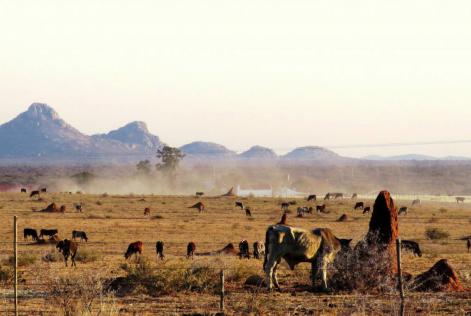 Savanne Namibia