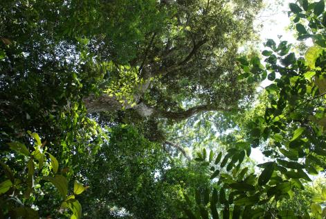 Amazon skov