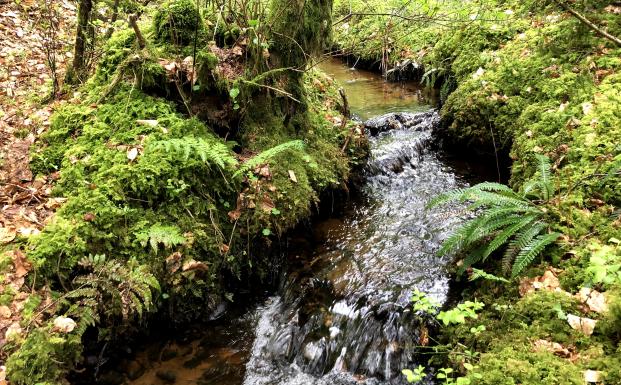 Invester i beskyttelse af økosystemtjenester
