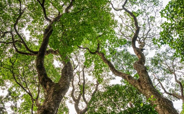 2023_Kenya treetops from below_FSC Jonathan Perugia
