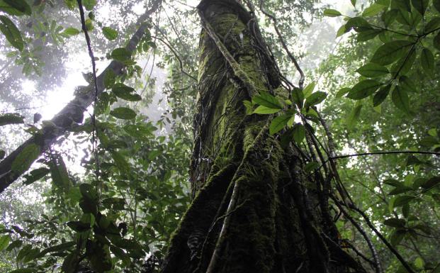 FSC vokser i Indonesien
