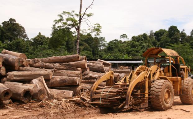 FSC-skov på Borneo