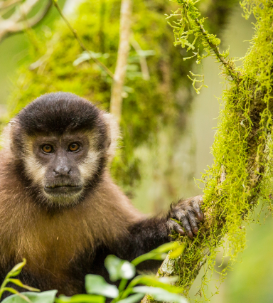 Missionary Forest, Argentina_ FSC certified forest of Arauco hosts significant biodiversity_(c)FSC_ Emilio White