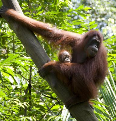 FSC og biodiversitet